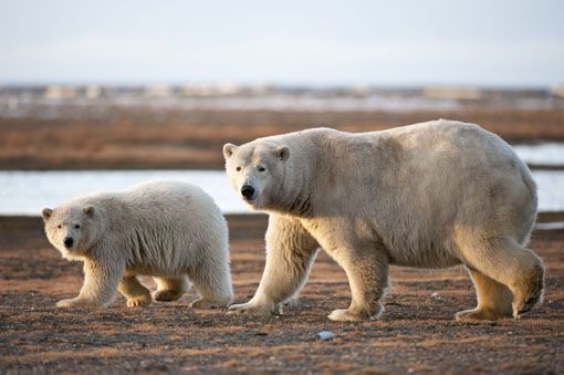 polar-bear-alaska polar-bear-alaska